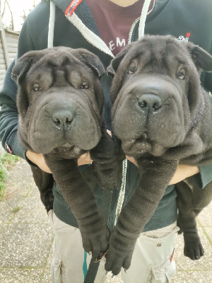 Des Gardiens De Saïan - Shar Pei - Portée née le 24/10/2022